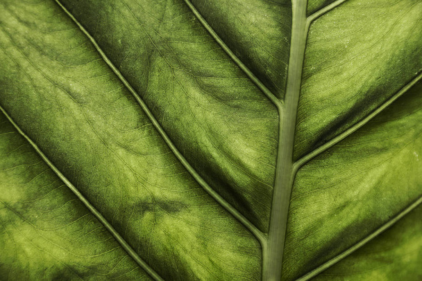 Величне зелене листя, освітлене сонцем - Фото, зображення