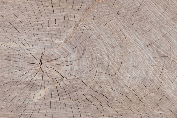 Cut tree of light brown color, annual rings and cracks are visible. - Photo, Image
