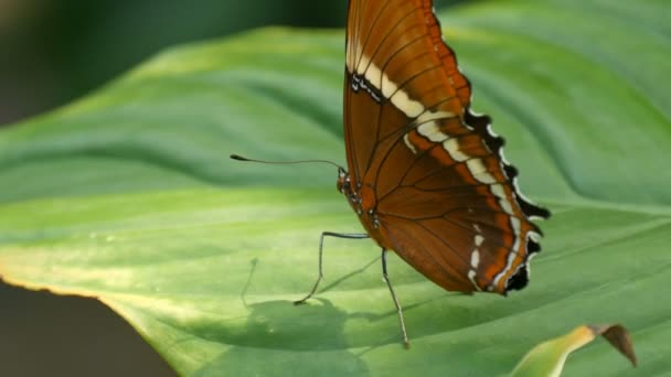 Mooie tropische vlinder zit op een groen blad op een boomtak tegen een groene achtergrond - Video