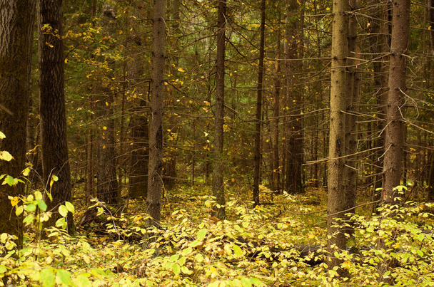 la luz del sol en el bosque de otoño. - Foto, imagen
