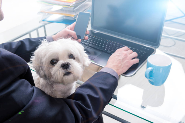 Arbeit mit Hund zu Hause oder im Büro - Foto, Bild
