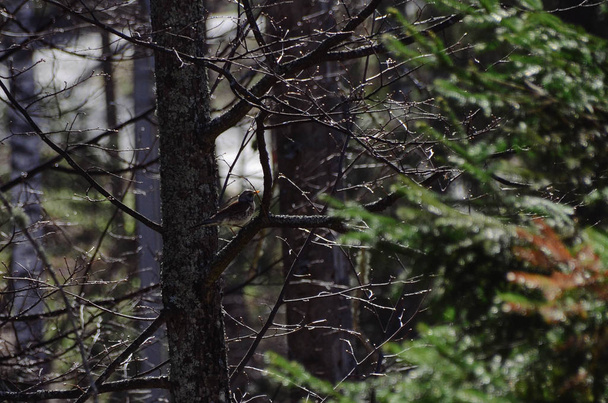 Χαριτωμένη κούρσα σε κλαδί στο δάσος πεύκου της άνοιξης. Όμορφο αηδόνι στο ηλιόλουστο πρωινό δάσος - Φωτογραφία, εικόνα