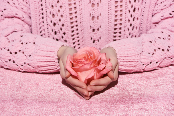 cropped view of woman in sweater holding rose flower on pink velour cloth, girlish concept  - Fotó, kép