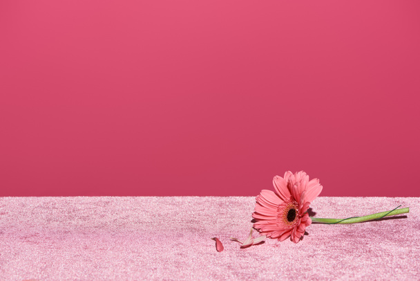 gerbera con petali raccolti su tessuto rosa velluto isolato su rosa, concetto girlish
 - Foto, immagini