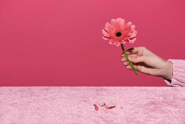 cropped view of woman holding gerbera with petals on velour cloth isolated on pink, girlish concept  - Photo, Image