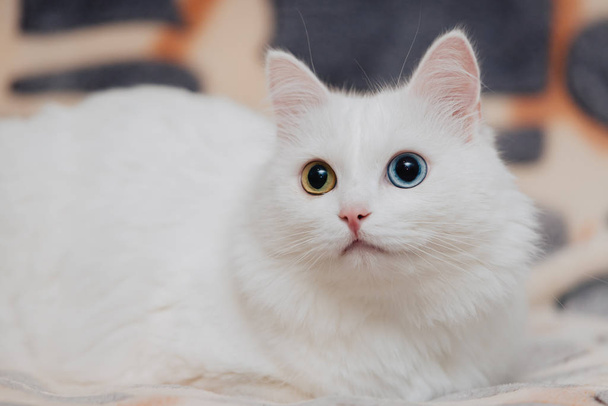 animal con ojos de diferentes colores. Gato de ojos extraños con ojos azules y almendrados. Heterocromia. Turco angora gato se encuentra en un irregular fondo
. - Foto, Imagen