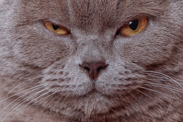 グレーのイギリスの猫は顔をしかめ、カメラをじっと見ていた. - 写真・画像
