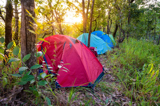 Camping site with tents in tropical forest on Sanpakha - Photo, Image