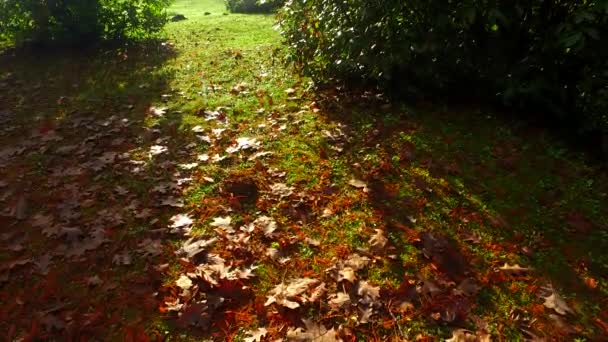 Folhas douradas, laranja e marrom no chão no dia de outono de ângulo baixo. Adequado para fundo. - Filmagem, Vídeo