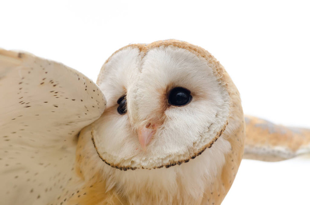 barn owl, nocturnal bird of prey in Italy - Foto, Imagen