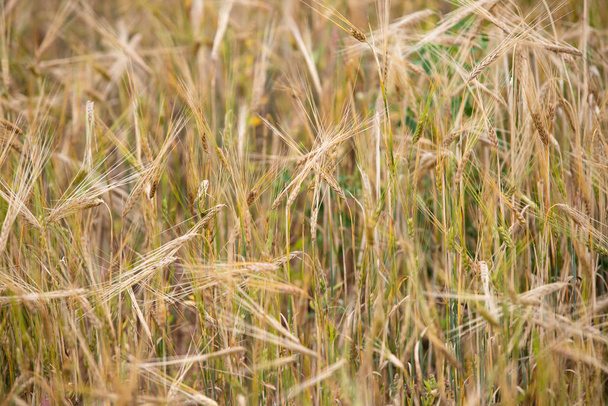 畑で若い小麦が育つ. - 写真・画像