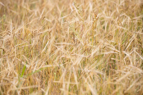 Genç buğday tarlada yetişir. - Fotoğraf, Görsel