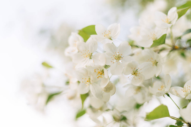 A blooming apple tree with beautiful delicate white flowers against a bright sky. - 写真・画像