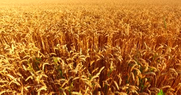 Ripe barley on the field in early summer morning. - Felvétel, videó