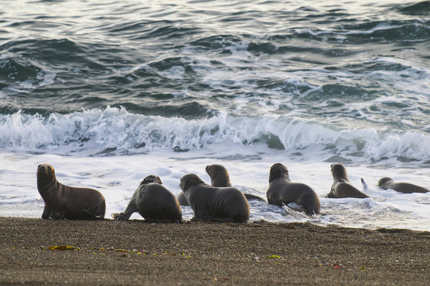 Deniz Aslanları, Yarımada Valdes, Miras Alanı, Patagonya - Fotoğraf, Görsel