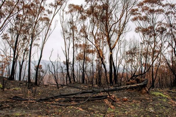 Австралийские лесные пожары после пожара: сожженные эвкалиптовые деревья, поврежденные пожаром
 - Фото, изображение