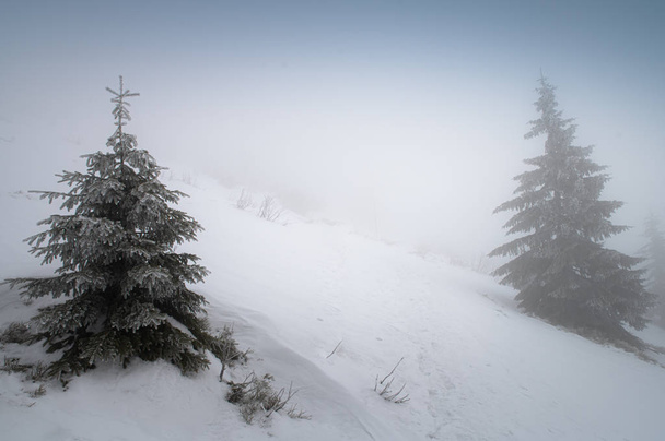 White misty winter landscape, Conifer in landscape, white edit space, Christmas time - Фото, зображення