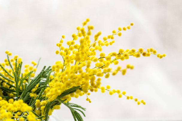 Красива жовта квітка мімози цвіте у скляній вазі навесні
 - Фото, зображення