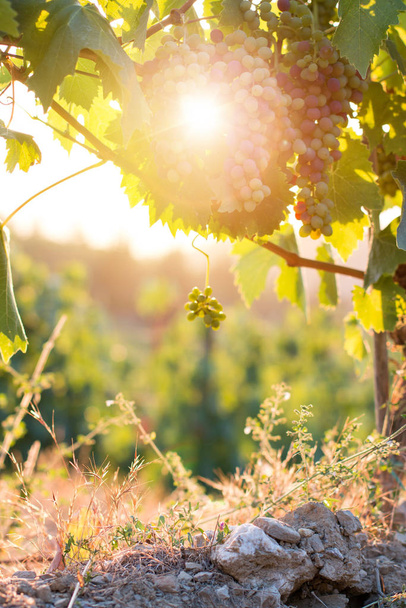 Green vine grapes on a farm, evening sun, Tuscany - Фото, зображення