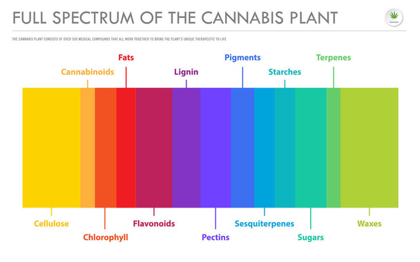A Cannabis Plant horizontális üzletágának teljes spektruma infograp - Vektor, kép