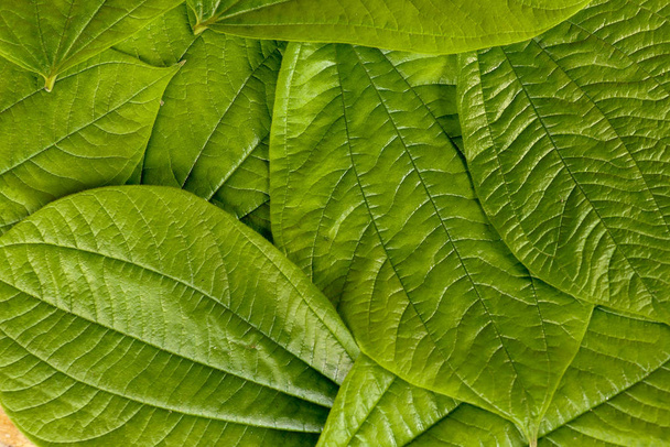 Ιστορικό με πράσινα φύλλα τροπικού φυτού. Λαμπερό πράσινο - Φωτογραφία, εικόνα