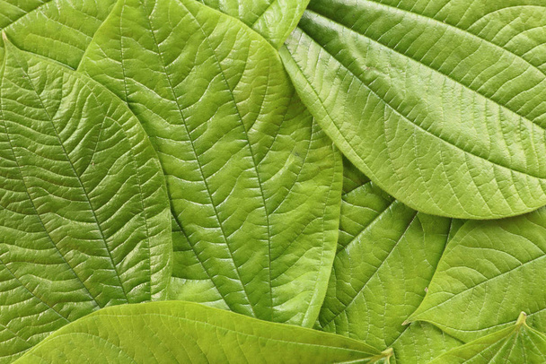 Hintergrund mit grünen Blättern tropischer Pflanzen. leuchtend grüner Sattel - Foto, Bild