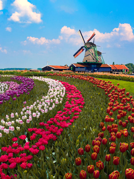 Colorful Dutch tulip farm nested to a majestic windmill under a  - Photo, Image