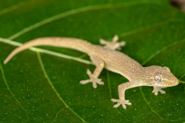 Asian or Common House Gecko Hemidactylus frenatus lies on green  - Photo, Image