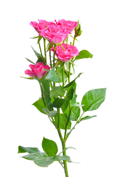 Beautiful rose flowers on white background - Foto, Imagen