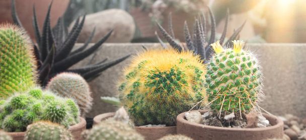 Kaktus valo auringonlasku luonnon tausta - Valokuva, kuva