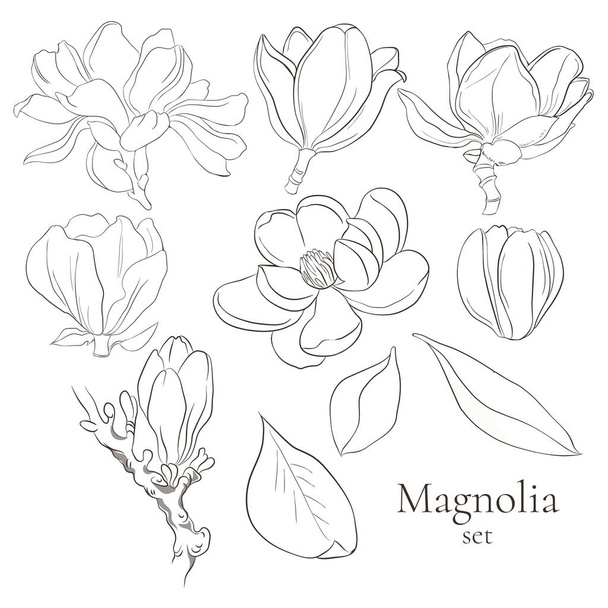 Zestaw kwiatów magnolii linii wektorowej na białym tle. Kolekcja kwitnących kwiatów na ślub, ślub - Wektor, obraz