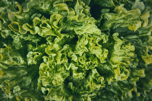 Cierra un montón de ensalada de lechuga batavia fresca y verde. Arrugado l
 - Foto, Imagen