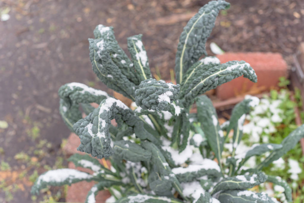 Vue du dessus feuille verte Lacinato kales cover by snow in wintertime near Dallas, Texas
 - Photo, image