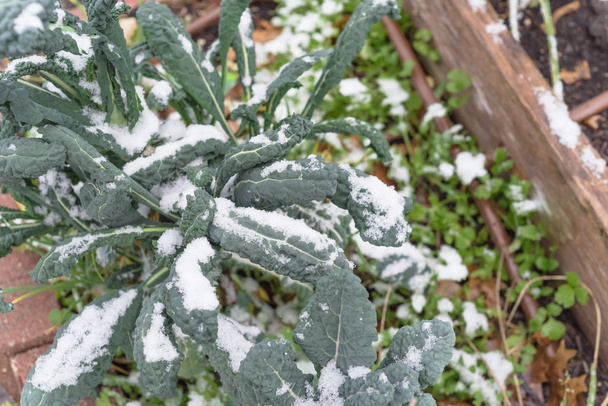 Raised bed with irrigation system and Lacinato kale cover in snow near Dallas, Texas - 写真・画像