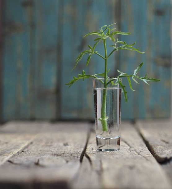 A green sprout of a geranium plant stands in a glass with water to grow roots. Wooden ancient background. The concept of wildlife, medicinal plants that cure the disease. Plant a plant. - Zdjęcie, obraz