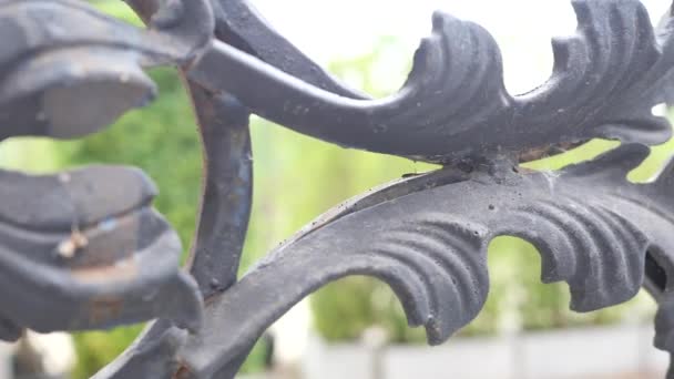 Garden wrought iron fence decorating with dark metal flower. - Footage, Video
