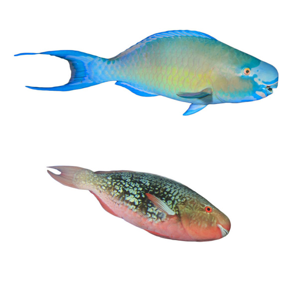 Blue and red parrotfish isolated on white background - Fotoğraf, Görsel