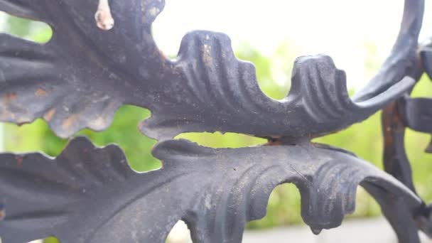 Metal flower decorative wrought iron fence in garden. - Footage, Video