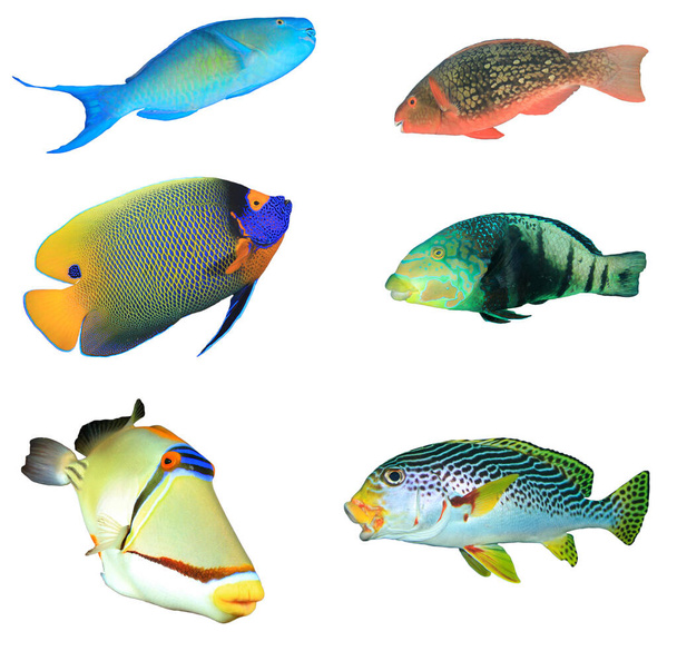 Grupa ryb tropikalnych odizolowanych na białym tle - Zdjęcie, obraz
