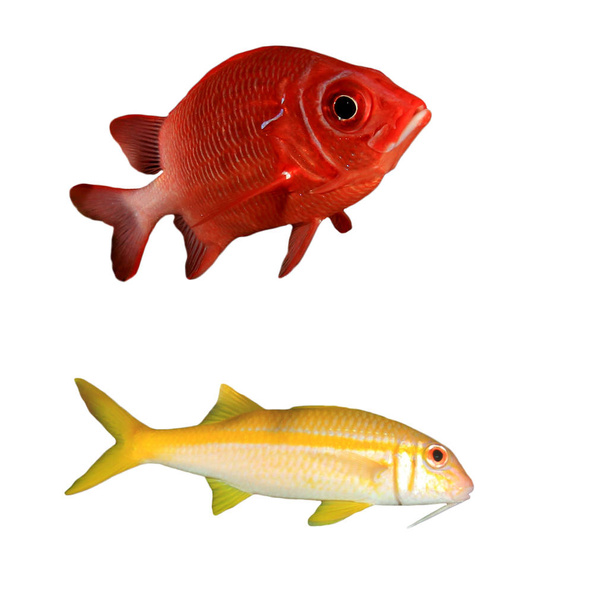 Червоно-жовта риба ізольована на білому тлі
 - Фото, зображення