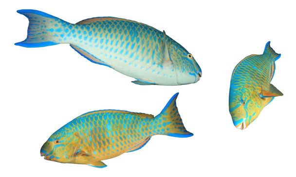 Group of parrotfish isolated on white background - Foto, imagen