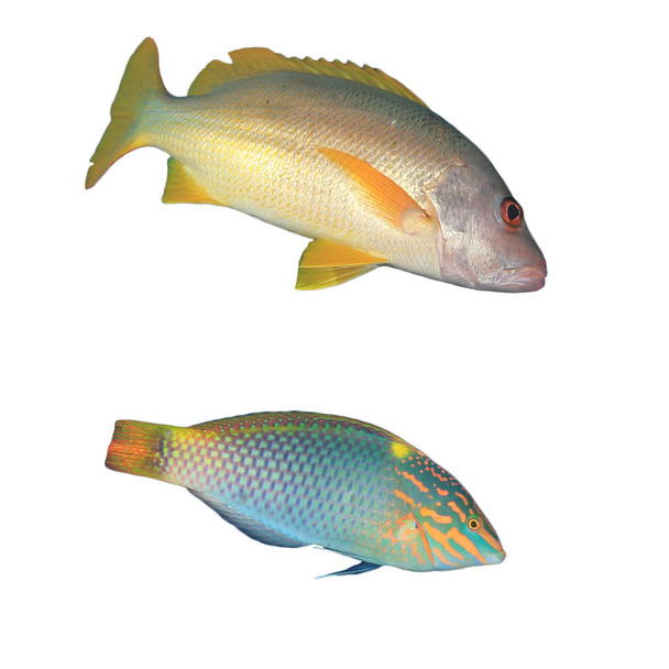Escolar fish isolated on white background - Fotó, kép