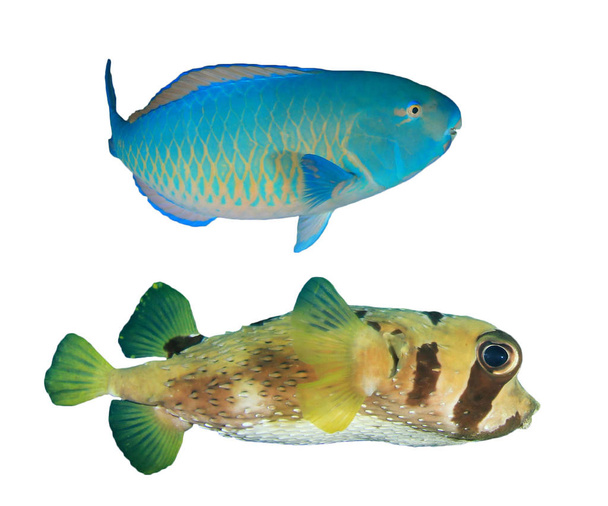 Parrotfish and pufferfish isolated on white background - Fotoğraf, Görsel