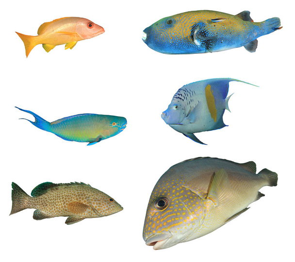 Group of tropical fish isolated on white background - Foto, afbeelding