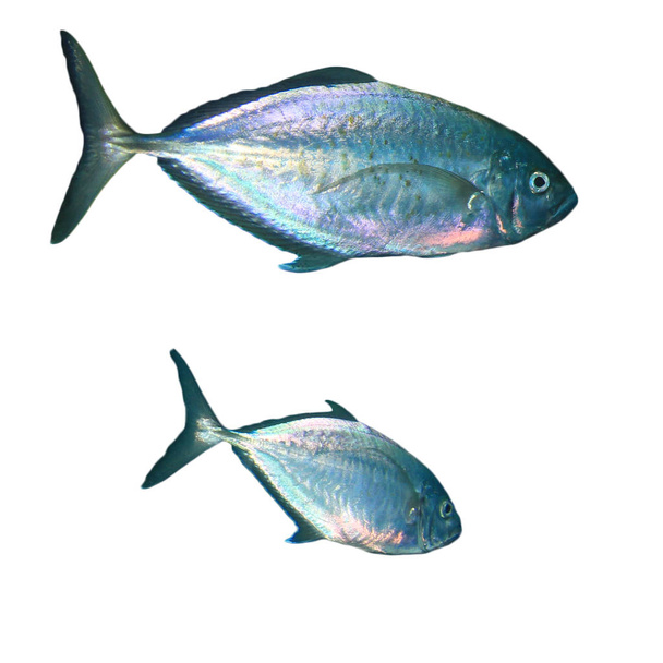 Escolar fish isolated on white background - Zdjęcie, obraz