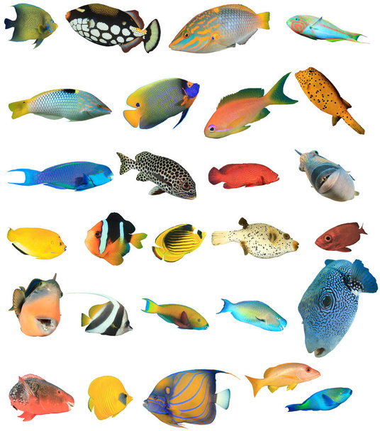 Group of tropical fish isolated on white background - Zdjęcie, obraz