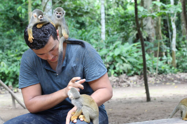 Beaux singes interagissant avec le jeune homme
  - Photo, image