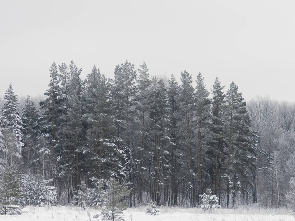 Winter coniferous forest in the snow. - Fotografie, Obrázek