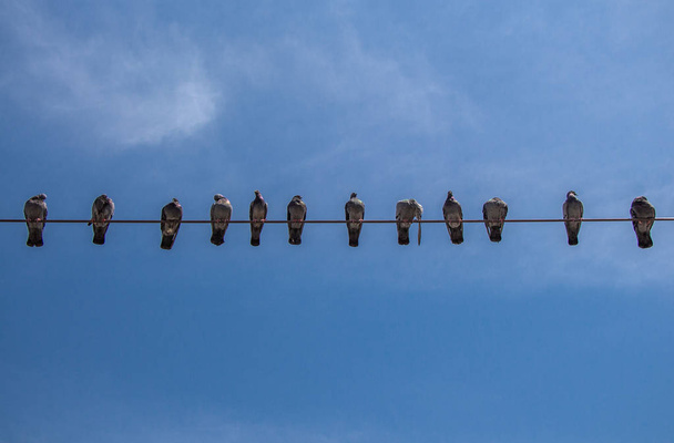 Pigeons perched on wire with sky background - Zdjęcie, obraz