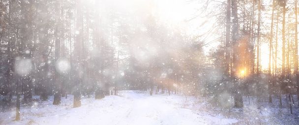 panorama, winter forest landscape, rays of the sun in a snowy landscape, snow weather sunset in the forest - Photo, Image